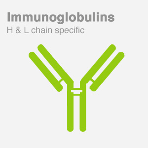 Anti-Human IgG antibody H & L