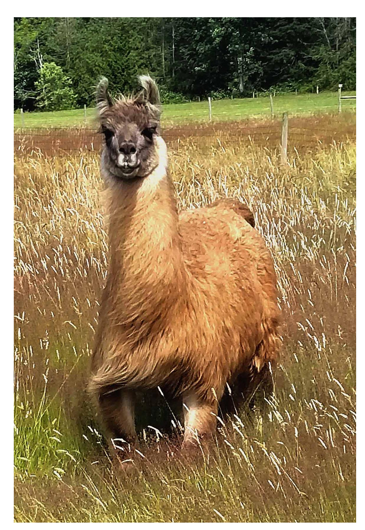 Scientists isolated nanobodies against COVID-19 from a llama