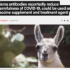 Llama antibodies reportedly reduce harmfulness of COVID-19, could be used as vaccine supplement and treatment agent